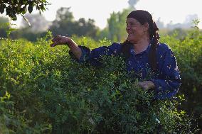 Jasmine Harvest In Egypt