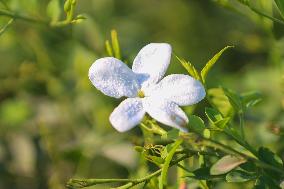 Jasmine Harvest In Egypt