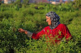 Jasmine Harvest In Egypt