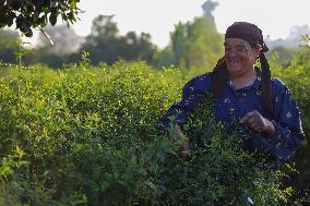 Jasmine Harvest In Egypt