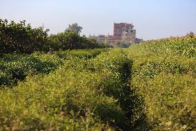 Jasmine Harvest In Egypt