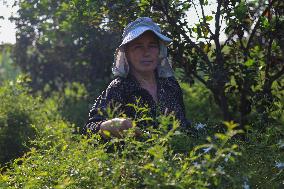 Jasmine Harvest In Egypt