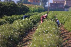 Jasmine Harvest In Egypt