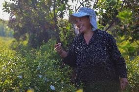 Jasmine Harvest In Egypt