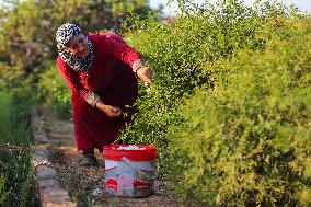 Jasmine Harvest In Egypt