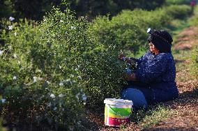 Jasmine Harvest In Egypt