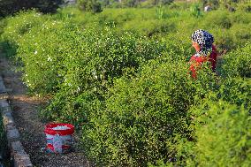 Jasmine Harvest In Egypt