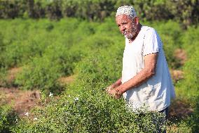 Jasmine Harvest In Egypt