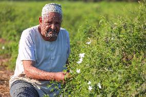 Jasmine Harvest In Egypt