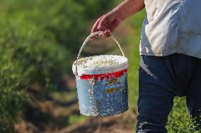 Jasmine Harvest In Egypt