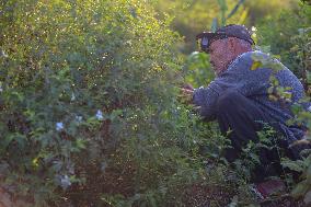 Jasmine Harvest In Egypt