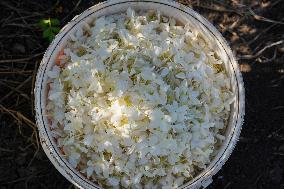 Jasmine Harvest In Egypt