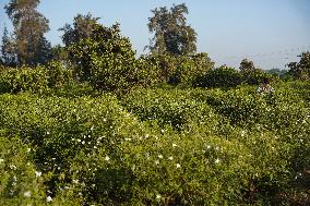 Jasmine Harvest In Egypt