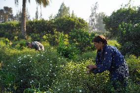 Jasmine Harvest In Egypt