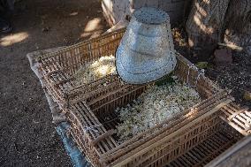 Jasmine Harvest In Egypt