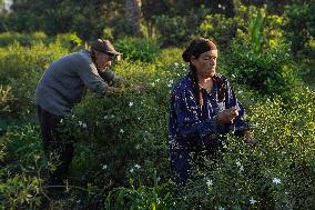 Jasmine Harvest In Egypt