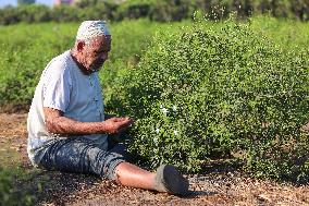 Jasmine Harvest In Egypt