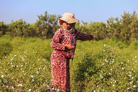 Jasmine Harvest In Egypt