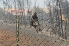 Wildfires In Athens, Greece