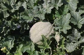 Agriculture In Canada - Cantaloupe