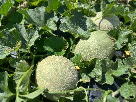 Agriculture In Canada - Cantaloupe