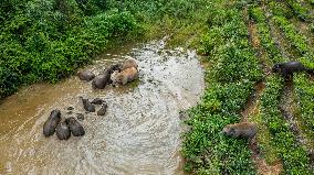 Tracking A Herd Of Elephants With A Drone - China