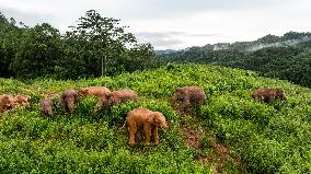 Tracking A Herd Of Elephants With A Drone - China