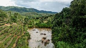 Tracking A Herd Of Elephants With A Drone - China