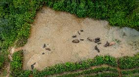 Tracking A Herd Of Elephants With A Drone - China