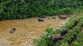 Tracking A Herd Of Elephants With A Drone - China