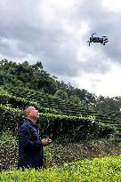 Tracking A Herd Of Elephants With A Drone - China