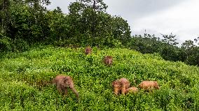 Tracking A Herd Of Elephants With A Drone - China