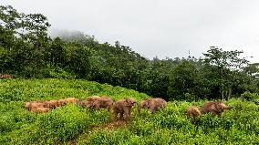 Tracking A Herd Of Elephants With A Drone - China