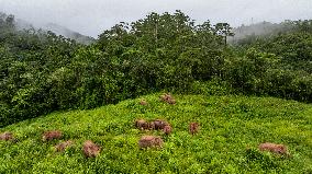 Tracking A Herd Of Elephants With A Drone - China