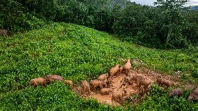 Tracking A Herd Of Elephants With A Drone - China