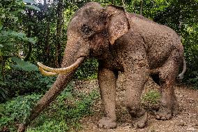 Tracking A Herd Of Elephants With A Drone - China