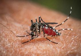 The Tiger Mosquito Continues To Spread Across France