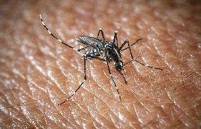 The Tiger Mosquito Continues To Spread Across France