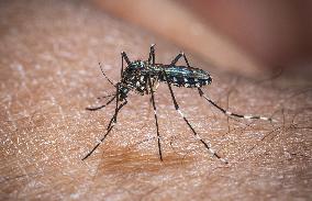 The Tiger Mosquito Continues To Spread Across France