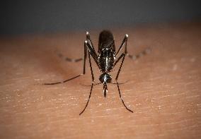 The Tiger Mosquito Continues To Spread Across France