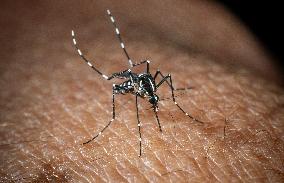 The Tiger Mosquito Continues To Spread Across France