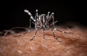 The Tiger Mosquito Continues To Spread Across France