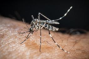 The Tiger Mosquito Continues To Spread Across France