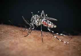 The Tiger Mosquito Continues To Spread Across France