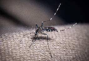 The Tiger Mosquito Continues To Spread Across France