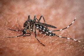 The Tiger Mosquito Continues To Spread Across France