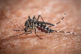 The Tiger Mosquito Continues To Spread Across France