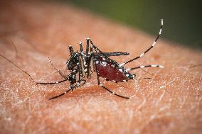 The Tiger Mosquito Continues To Spread Across France