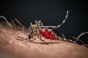 The Tiger Mosquito Continues To Spread Across France