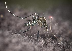 The Tiger Mosquito Continues To Spread Across France